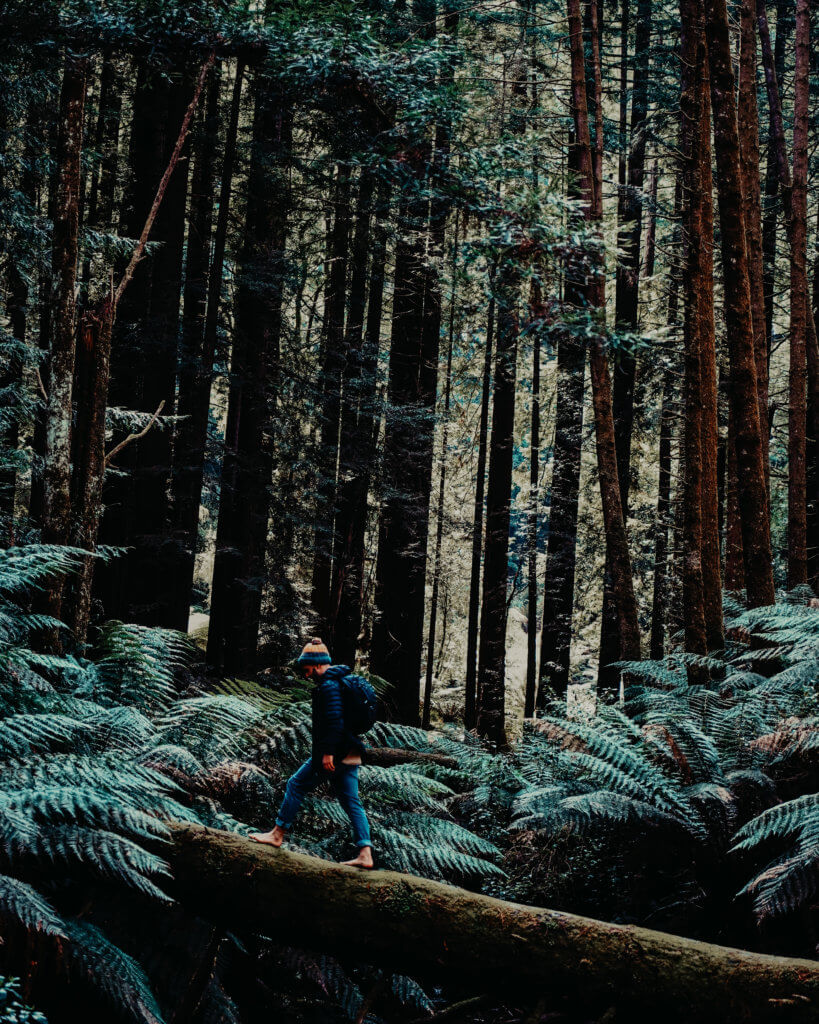 Otway Redwoods