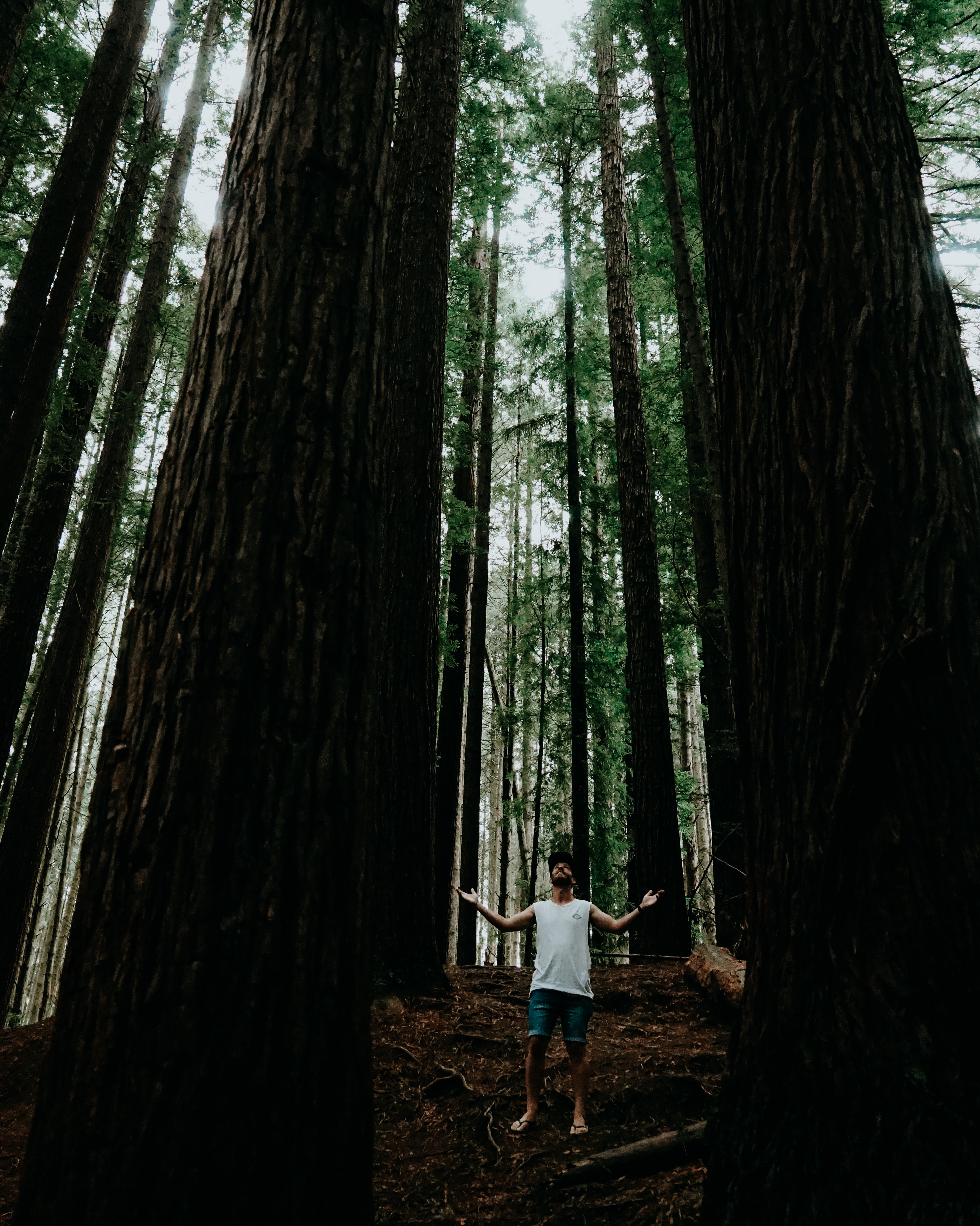 Otway Redwoods