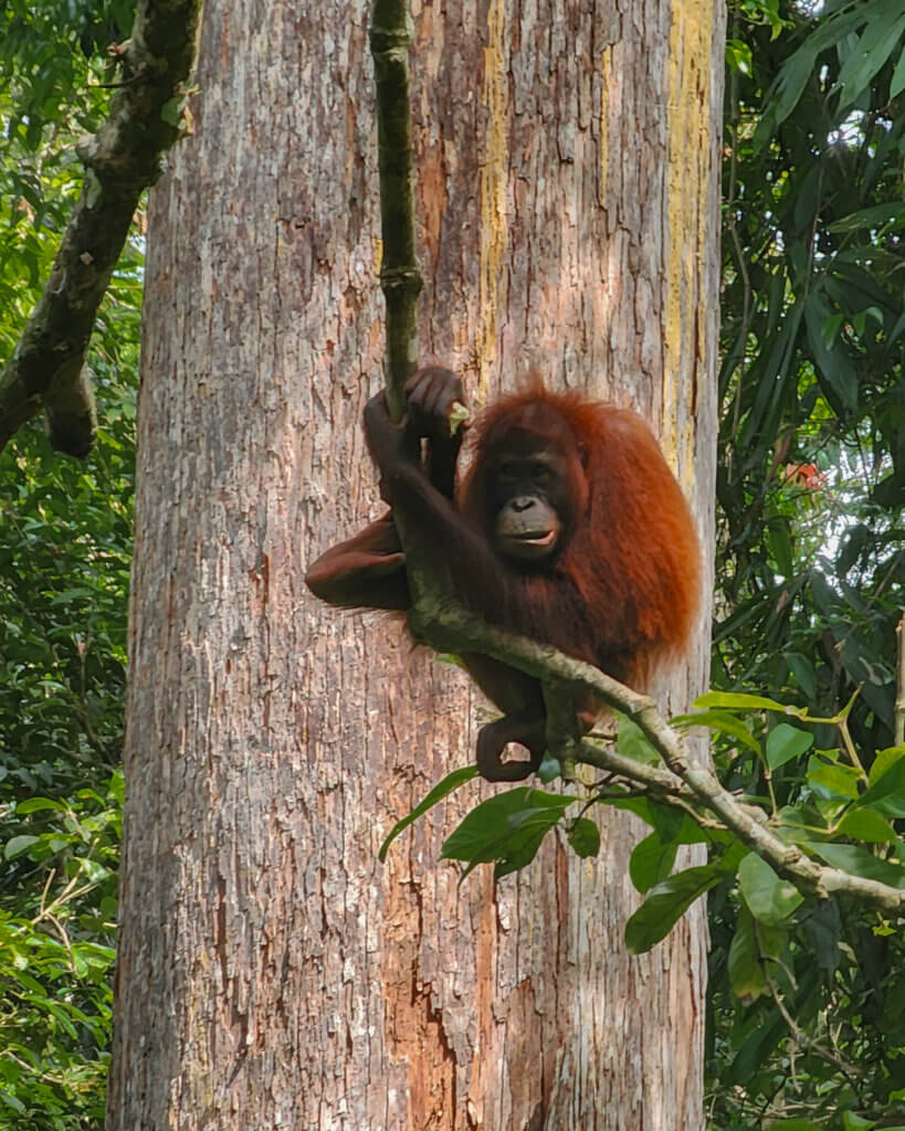 Orang Utan