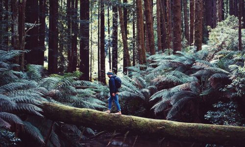 California Redwood Forest