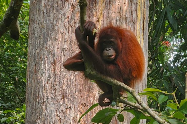 Orang Utan