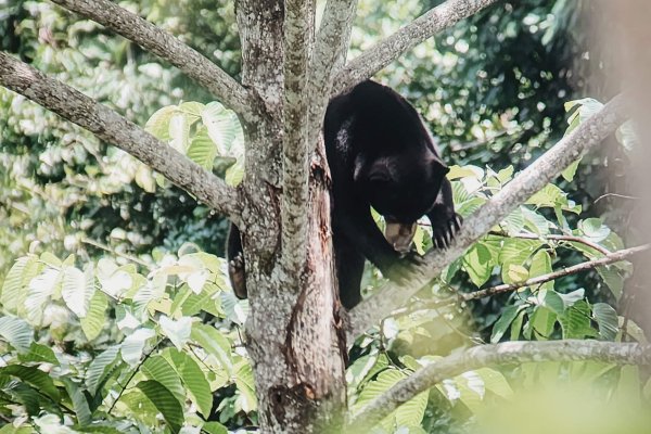 Bornean Sun Bear